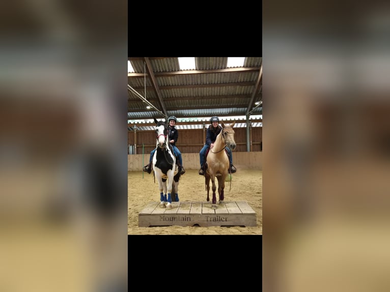 American Quarter Horse Mix Stute 7 Jahre 152 cm Palomino in Andernach