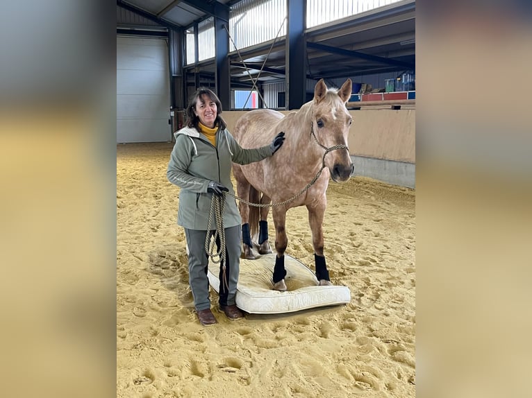 American Quarter Horse Mix Stute 7 Jahre 152 cm Palomino in Andernach
