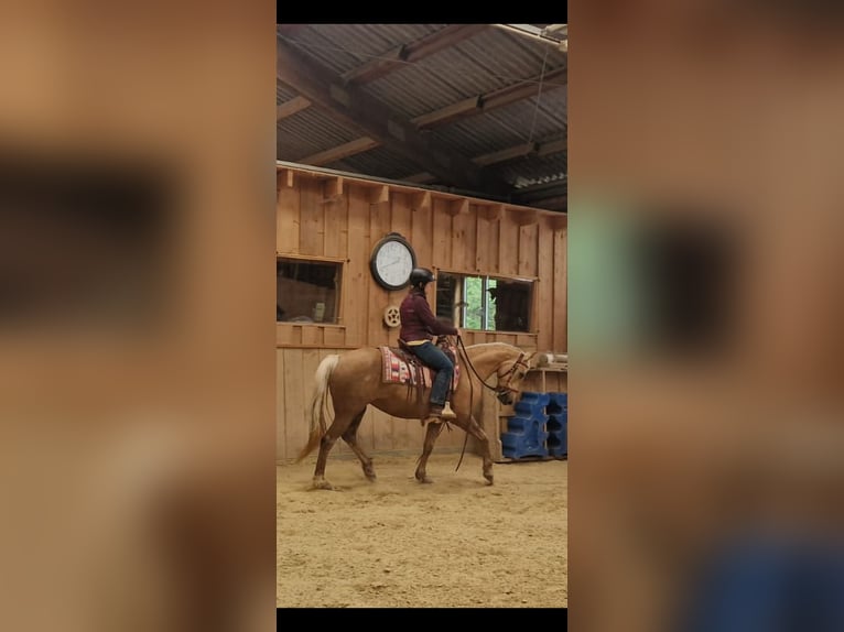 American Quarter Horse Mix Stute 7 Jahre 152 cm Palomino in Andernach