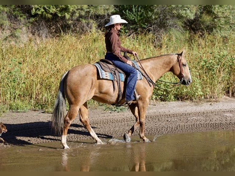 American Quarter Horse Stute 7 Jahre 152 cm Palomino in Belen