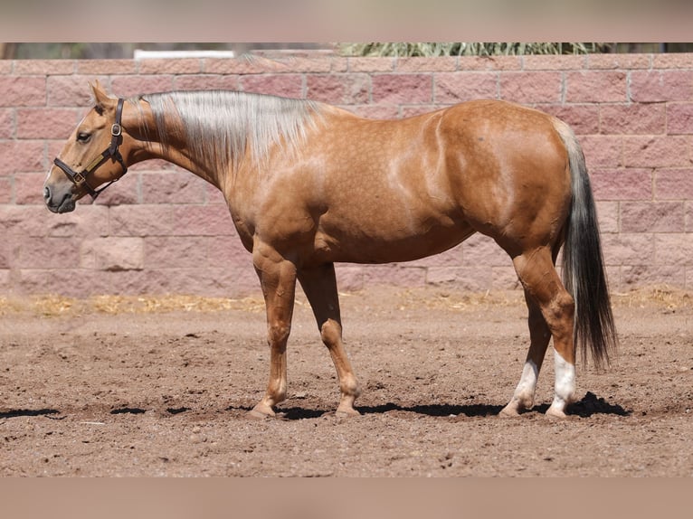 American Quarter Horse Stute 7 Jahre 152 cm Palomino in Belen