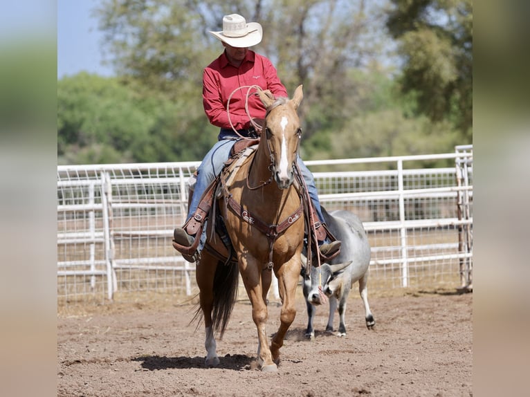 American Quarter Horse Stute 7 Jahre 152 cm Palomino in Belen
