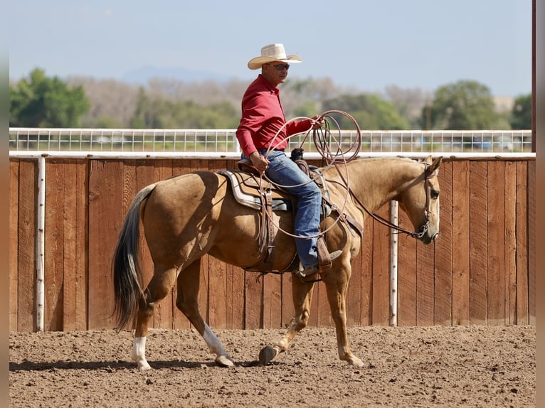 American Quarter Horse Stute 7 Jahre 152 cm Palomino in Belen