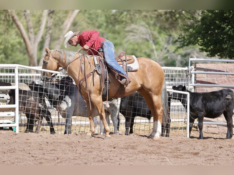 American Quarter Horse Stute 7 Jahre 152 cm Palomino in Belen