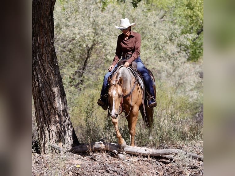 American Quarter Horse Stute 7 Jahre 152 cm Palomino in Belen