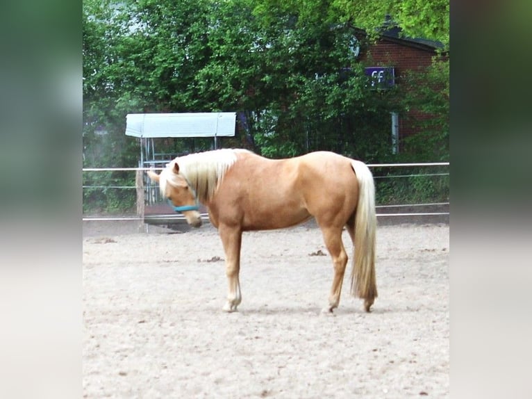 American Quarter Horse Stute 7 Jahre 152 cm Palomino in Oetzen