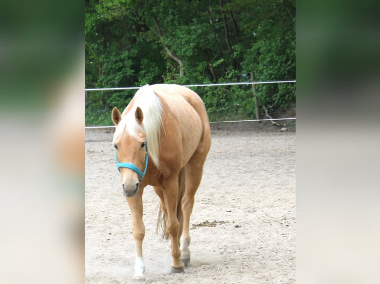 American Quarter Horse Stute 7 Jahre 152 cm Palomino in Oetzen