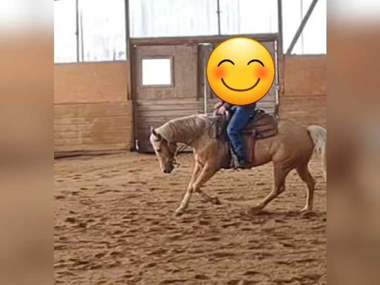 American Quarter Horse Stute 7 Jahre 152 cm Palomino in Oetzen