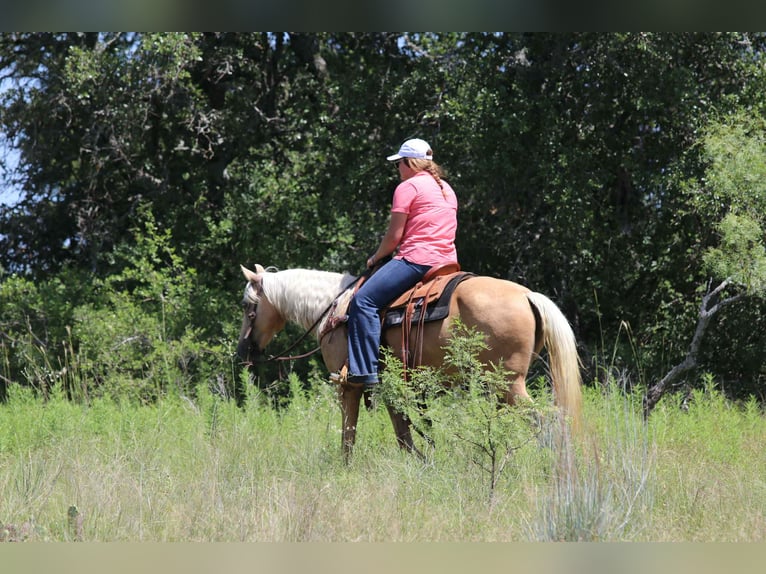 American Quarter Horse Stute 7 Jahre 152 cm Palomino in Lipan TX