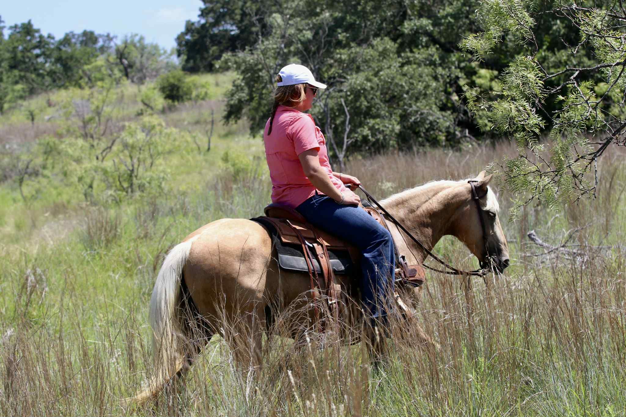 American Quarter Horse Stute 7 Jahre 152 cm Palomino in Lipan TX