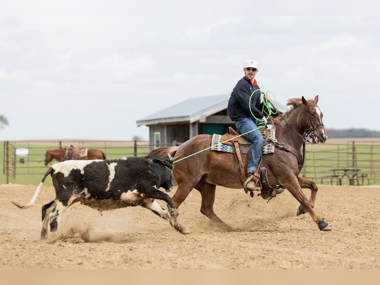 American Quarter Horse Stute 7 Jahre 152 cm Roan-Red in Decorah