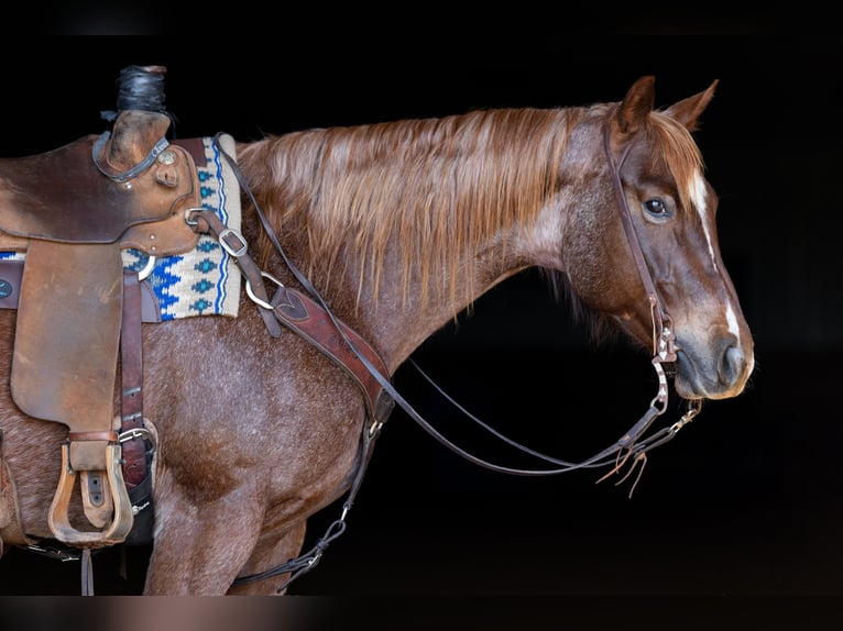 American Quarter Horse Stute 7 Jahre 152 cm Roan-Red in Decorah