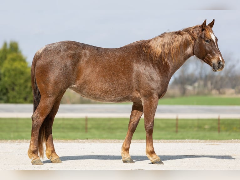 American Quarter Horse Stute 7 Jahre 152 cm Roan-Red in Decorah