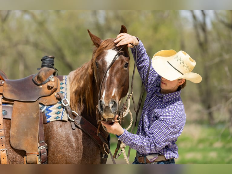 American Quarter Horse Stute 7 Jahre 152 cm Roan-Red in Decorah