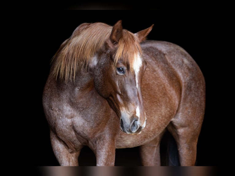American Quarter Horse Stute 7 Jahre 152 cm Roan-Red in Decorah