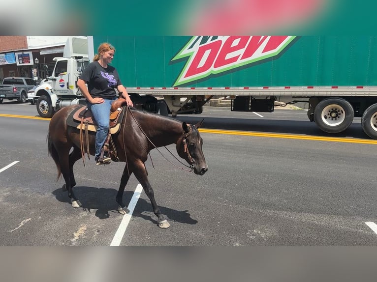 American Quarter Horse Stute 7 Jahre 152 cm Rotbrauner in Henderson