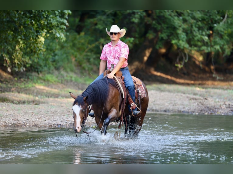 American Quarter Horse Stute 7 Jahre 152 cm Rotbrauner in Buffalo