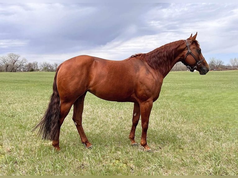 American Quarter Horse Stute 7 Jahre 152 cm Rotfuchs in Grand Island