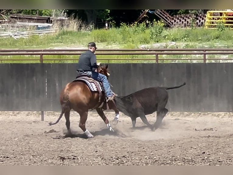 American Quarter Horse Stute 7 Jahre 152 cm Rotfuchs in Grand Island