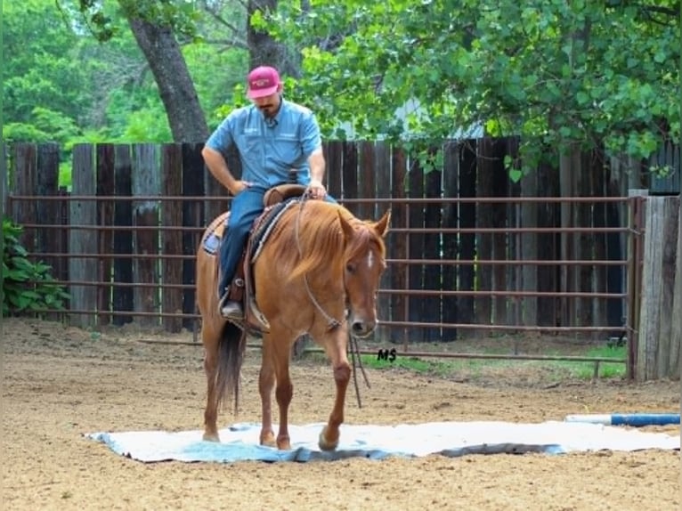 American Quarter Horse Stute 7 Jahre 152 cm Rotfuchs in Whitesboro