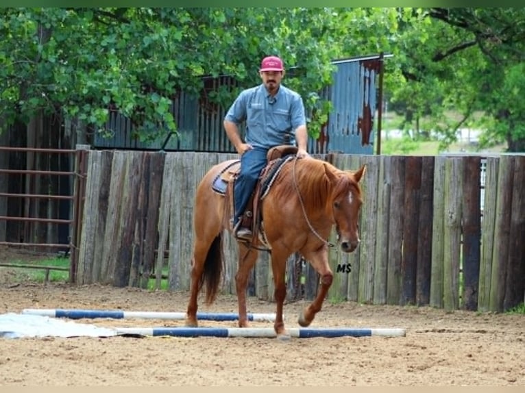 American Quarter Horse Stute 7 Jahre 152 cm Rotfuchs in Whitesboro