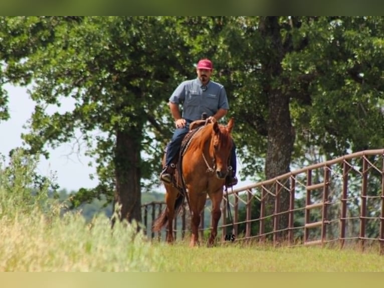 American Quarter Horse Stute 7 Jahre 152 cm Rotfuchs in Whitesboro