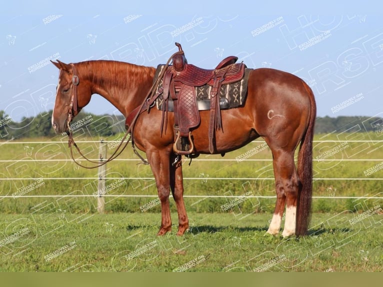 American Quarter Horse Stute 7 Jahre 152 cm Rotfuchs in Clarion, PA