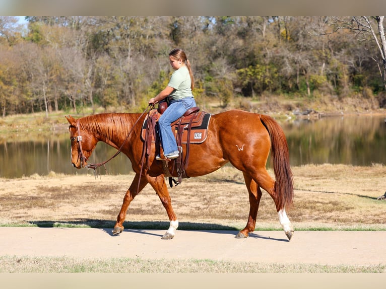 American Quarter Horse Stute 7 Jahre 152 cm Rotfuchs in Forney