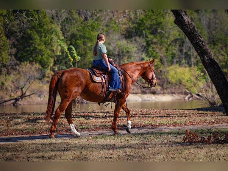 American Quarter Horse Stute 7 Jahre 152 cm Rotfuchs in Forney