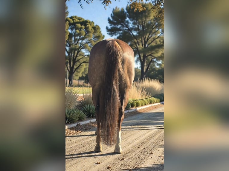 American Quarter Horse Stute 7 Jahre 152 cm Rotfuchs in Staunton