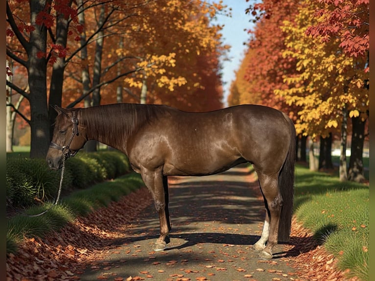 American Quarter Horse Stute 7 Jahre 152 cm Rotfuchs in Staunton
