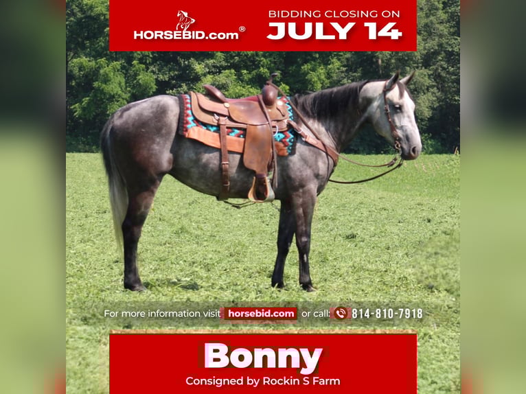 American Quarter Horse Stute 7 Jahre 152 cm Schimmel in Rebersburg, PA