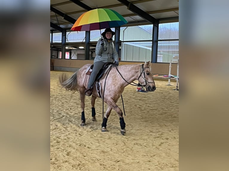 American Quarter Horse Mix Stute 7 Jahre 153 cm Palomino in Andernach