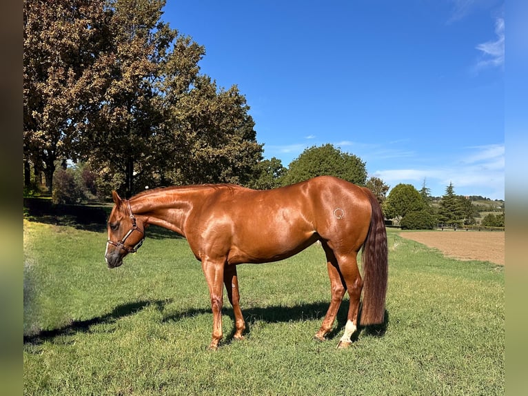 American Quarter Horse Stute 7 Jahre 153 cm Roan-Bay in München