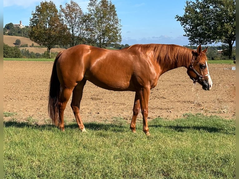 American Quarter Horse Stute 7 Jahre 153 cm Roan-Bay in München
