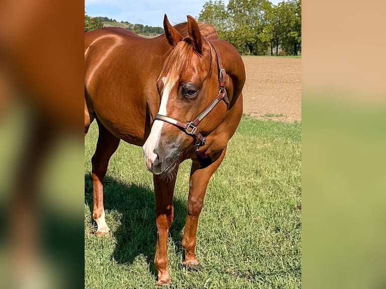 American Quarter Horse Stute 7 Jahre 153 cm Roan-Bay in München