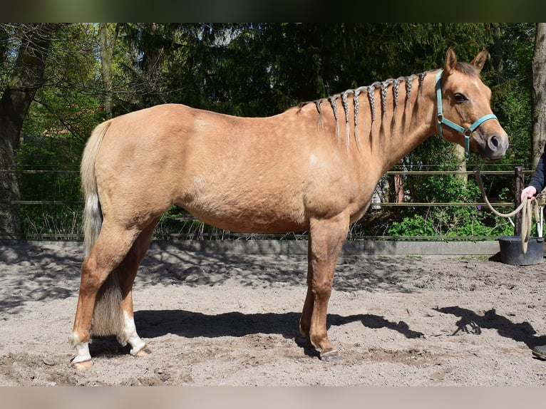 American Quarter Horse Stute 7 Jahre 154 cm Dunalino in Groningen