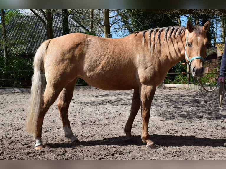 American Quarter Horse Stute 7 Jahre 154 cm Dunalino in Groningen