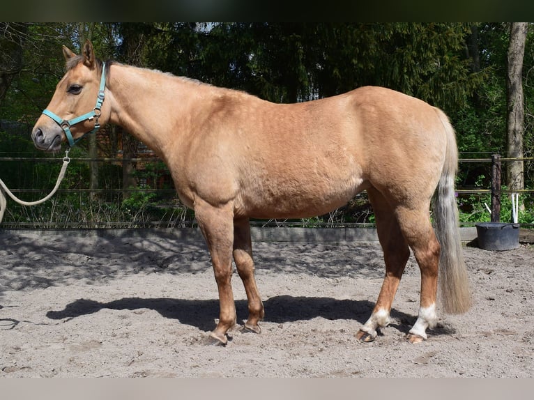 American Quarter Horse Stute 7 Jahre 154 cm Dunalino in Groningen
