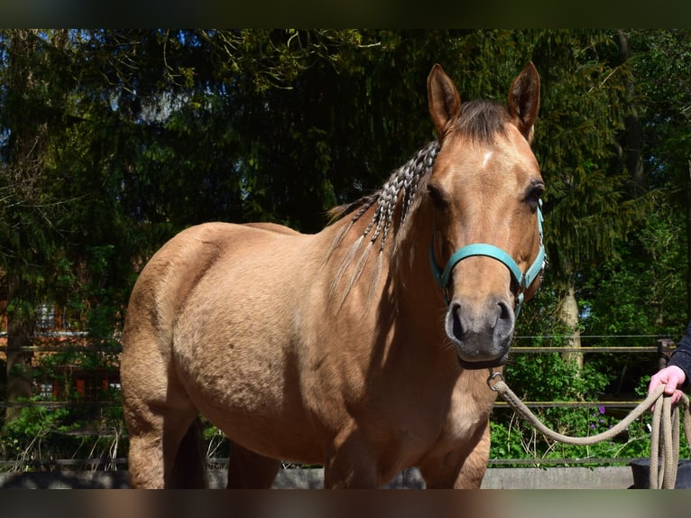 American Quarter Horse Stute 7 Jahre 154 cm Dunalino in Groningen