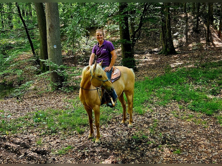 American Quarter Horse Stute 7 Jahre 154 cm Palomino in Alterkülz