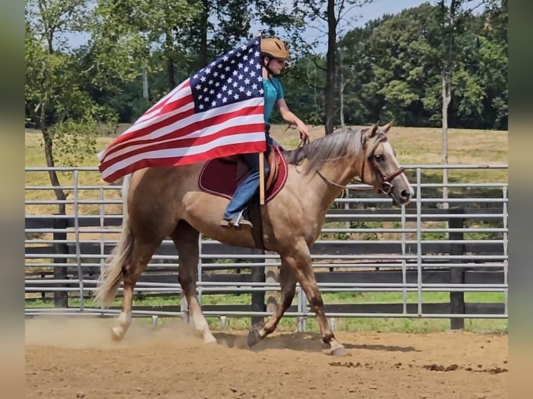 American Quarter Horse Stute 7 Jahre 155 cm Palomino in Robards, KY