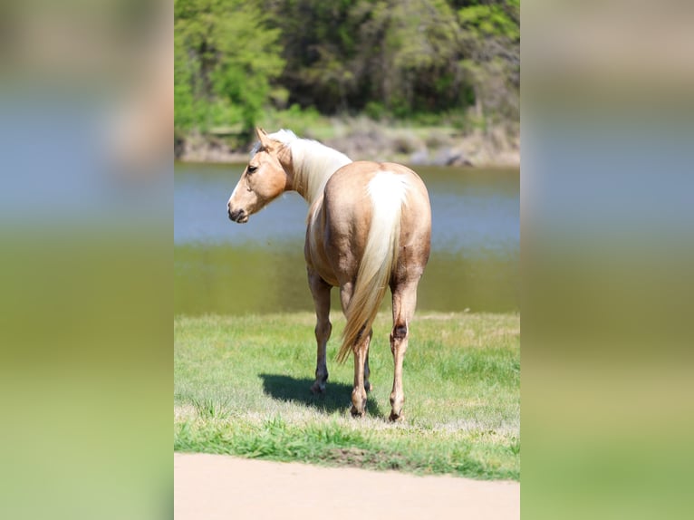 American Quarter Horse Stute 7 Jahre 155 cm Palomino in Terrell