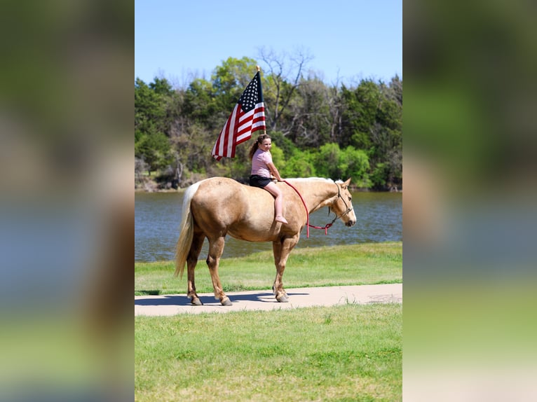 American Quarter Horse Stute 7 Jahre 155 cm Palomino in Terrell
