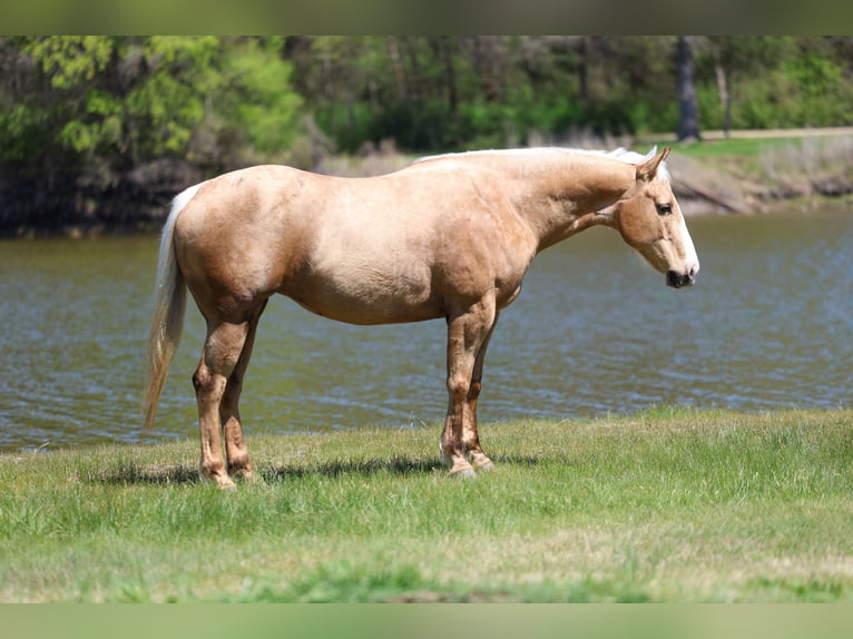 American Quarter Horse Stute 7 Jahre 155 cm Palomino in Terrell
