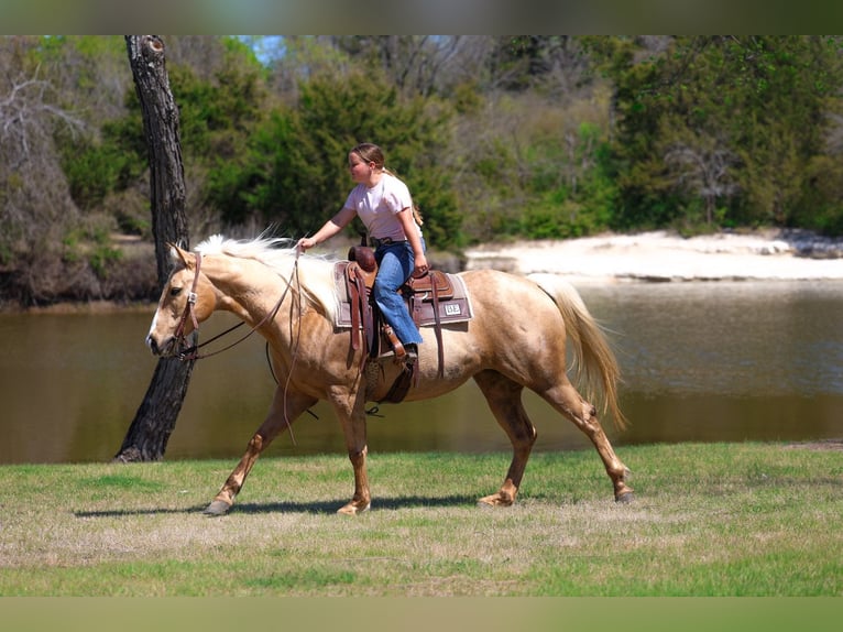 American Quarter Horse Stute 7 Jahre 155 cm Palomino in Terrell
