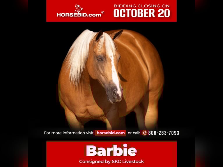 American Quarter Horse Stute 7 Jahre 155 cm Palomino in Canyon, TX