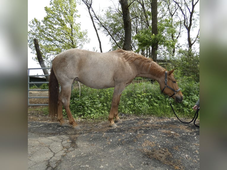 American Quarter Horse Stute 7 Jahre 156 cm Roan-Red in Herborn