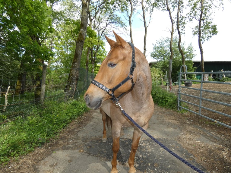American Quarter Horse Stute 7 Jahre 156 cm Roan-Red in Herborn