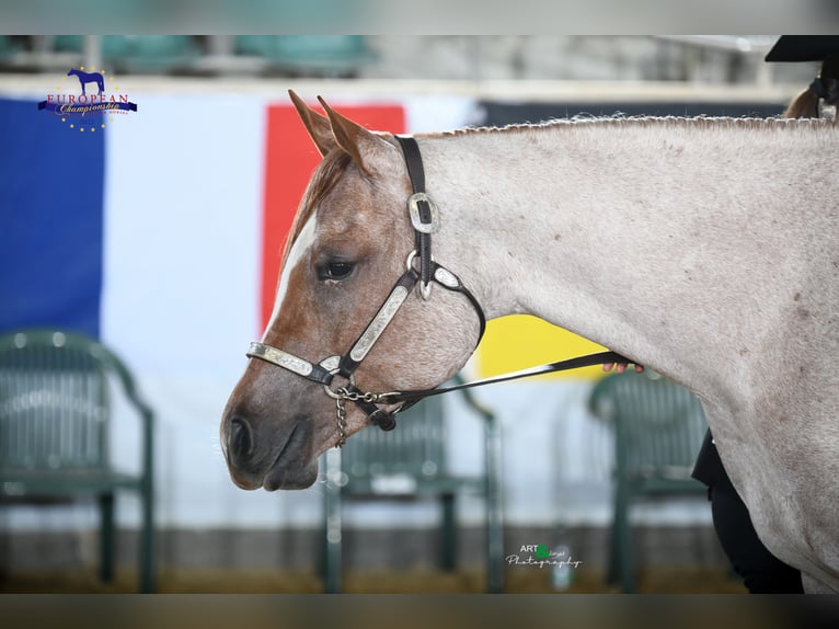 American Quarter Horse Stute 7 Jahre 156 cm Roan-Red in Erligheim